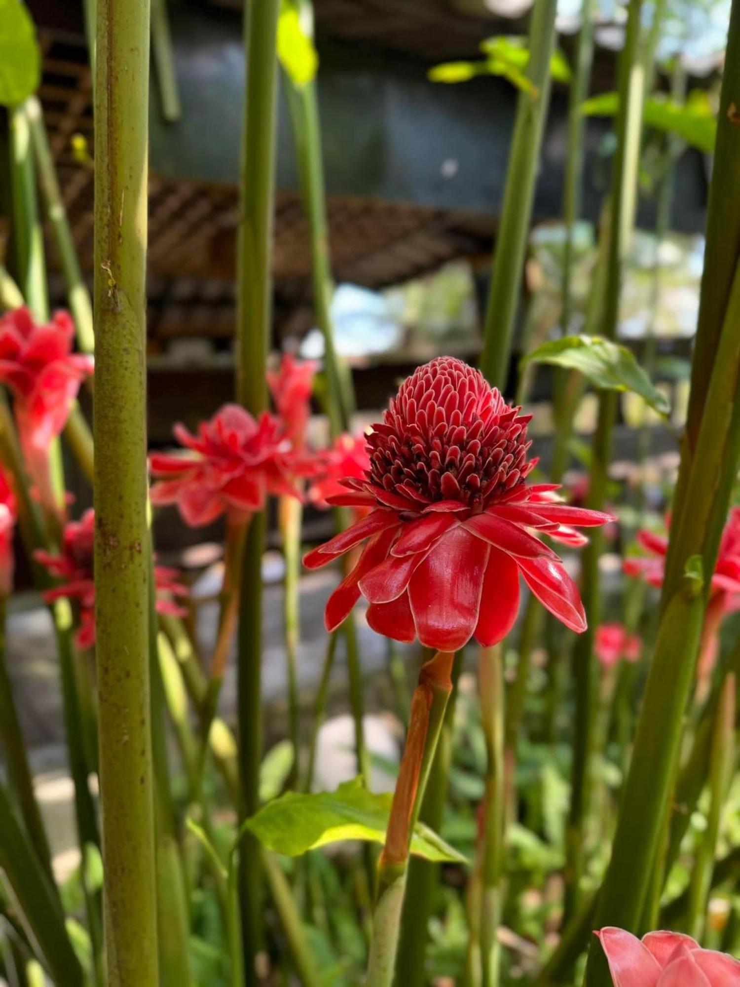 Greenheart Garden View Camp Phuket Kata Beach  Exterior photo